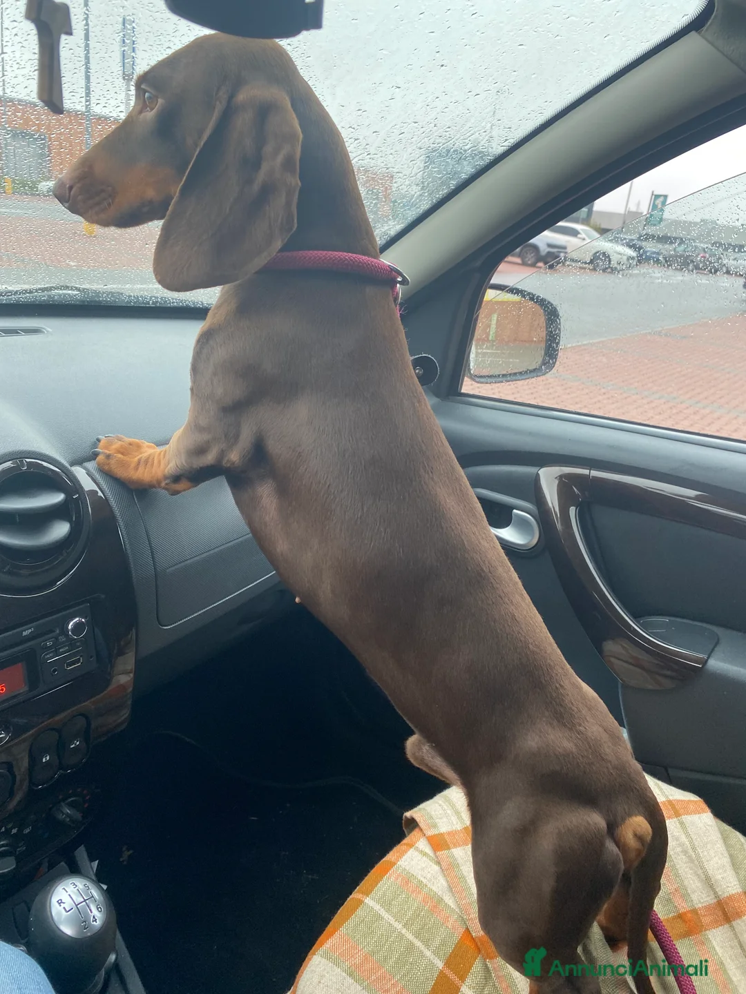 Bassotto cani in vendita: nero focato e arlecchino cioccolato  - Annuncio 2