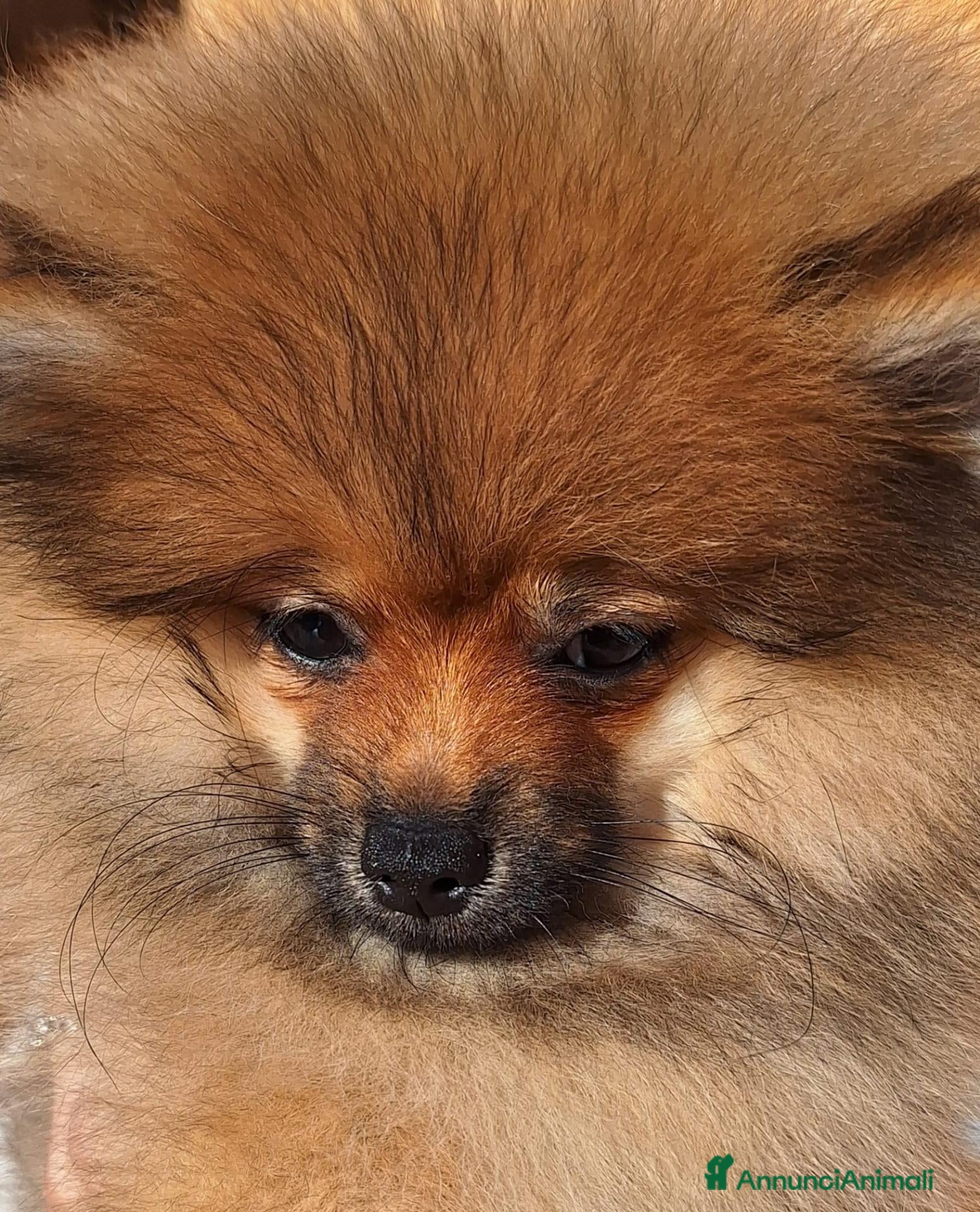 Volpino Pomerania cani Cucciolo di Spitz Tedesco Nano (Pomerania) - Annuncio 2