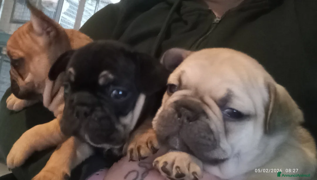 Bulldog Francese cani in vendita: Bulldog francese  - Annuncio 1