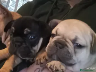 Bulldog Francese cani Bulldog francese - Annuncio 31
