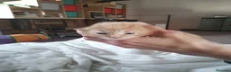 Siberiano gatti in vendita: Cuccioli siberiani puri - Annuncio 1