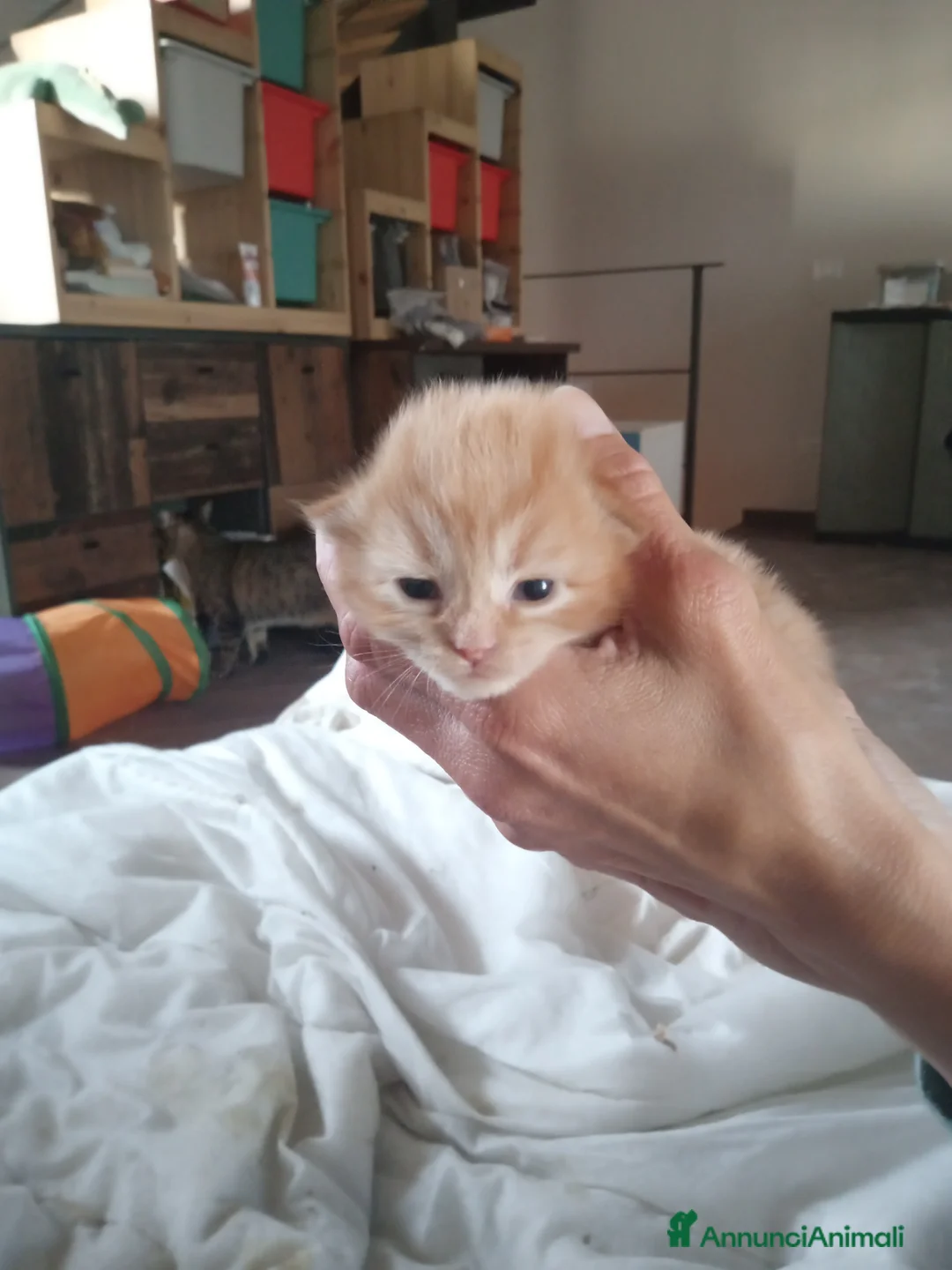 Siberiano gatti in vendita: Cuccioli siberiani puri - Annuncio 1