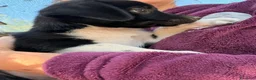 Meticcio cani in regalo: LA TENERA KIRA a Città Metropolitana di Firenze - Annuncio 9