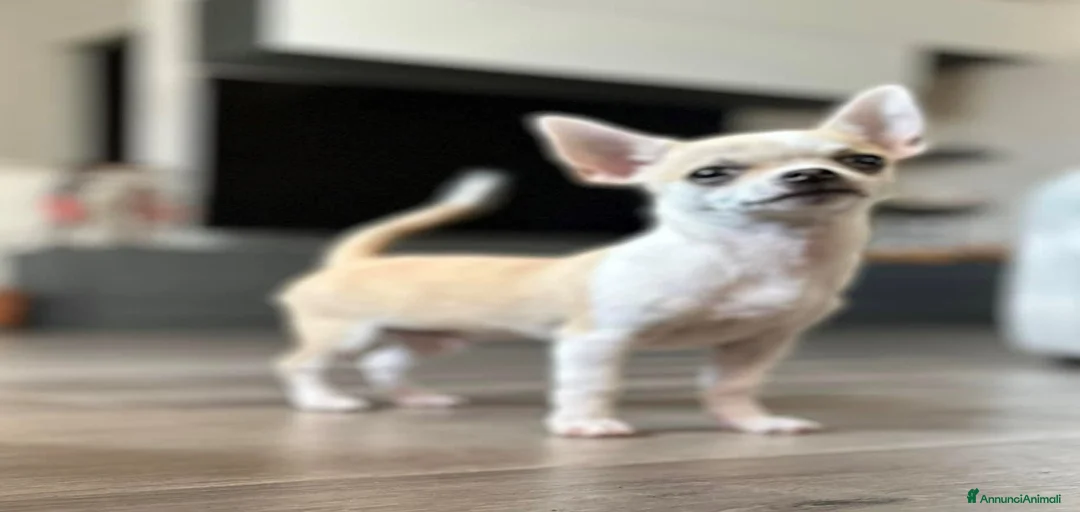 Immagine della galleria {{count}}