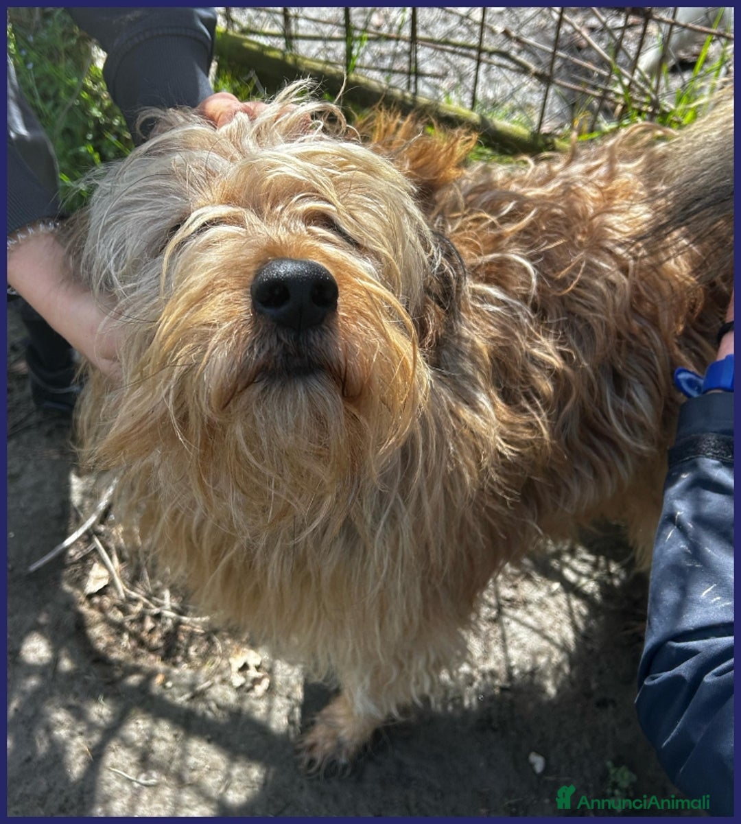 Spinone cani in regalo: FANGO DOLCE SPINONCELLO 2-3 ANNI SOGNA LA GIOIA DI a Città metropolitana di Milano - Annuncio 2