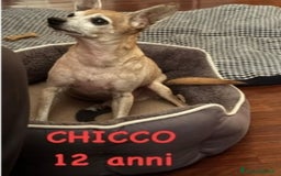 Pinscher Miniatura cani in regalo: Pinscher 12anni kg3 ASPETTA NUOVA CASA.MILANO a Città metropolitana di Milano - Immagine 2