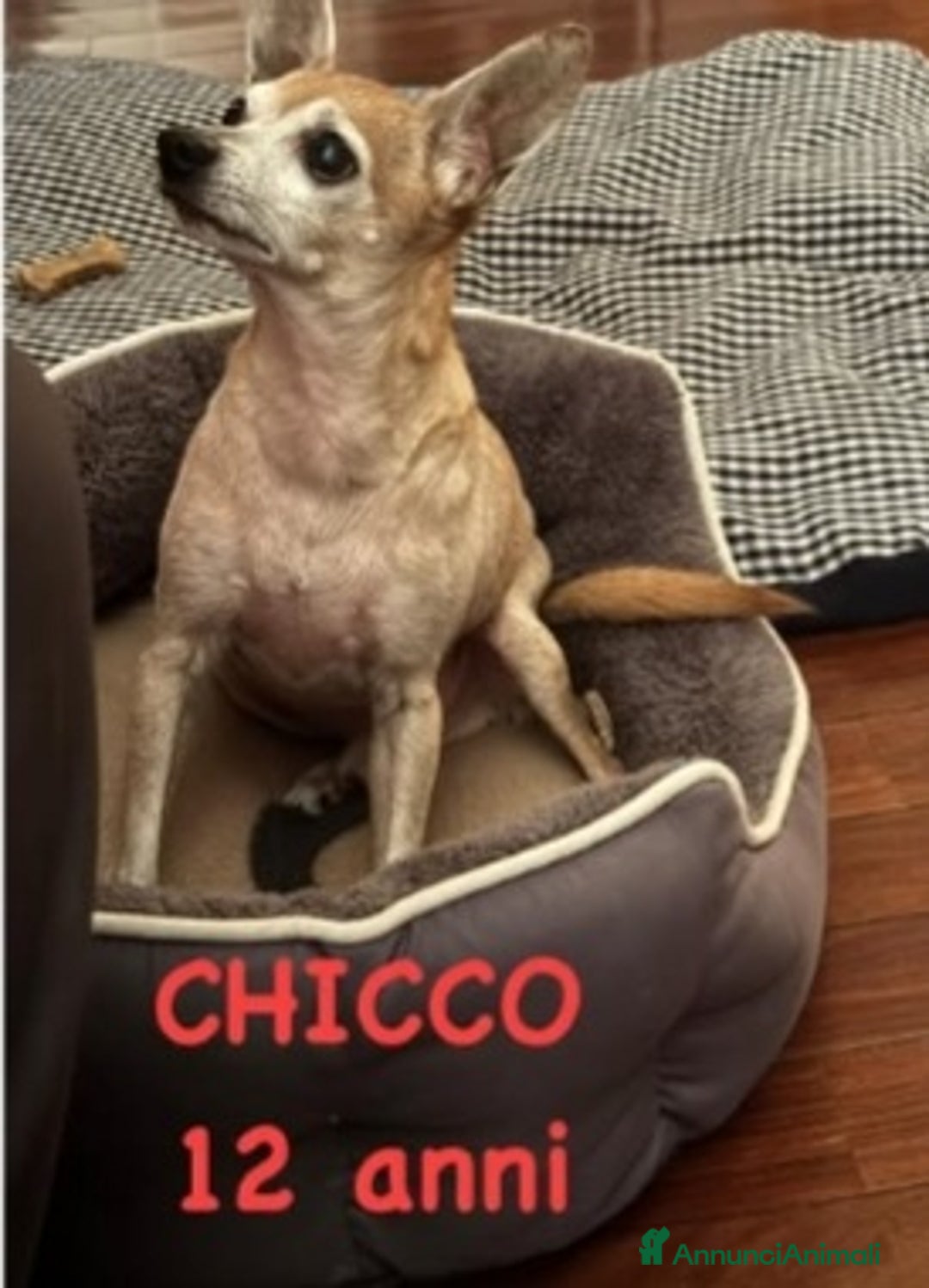 Pinscher Miniatura cani in regalo: Pinscher 12anni kg3 ASPETTA NUOVA CASA.MILANO a Città metropolitana di Milano - Immagine 2