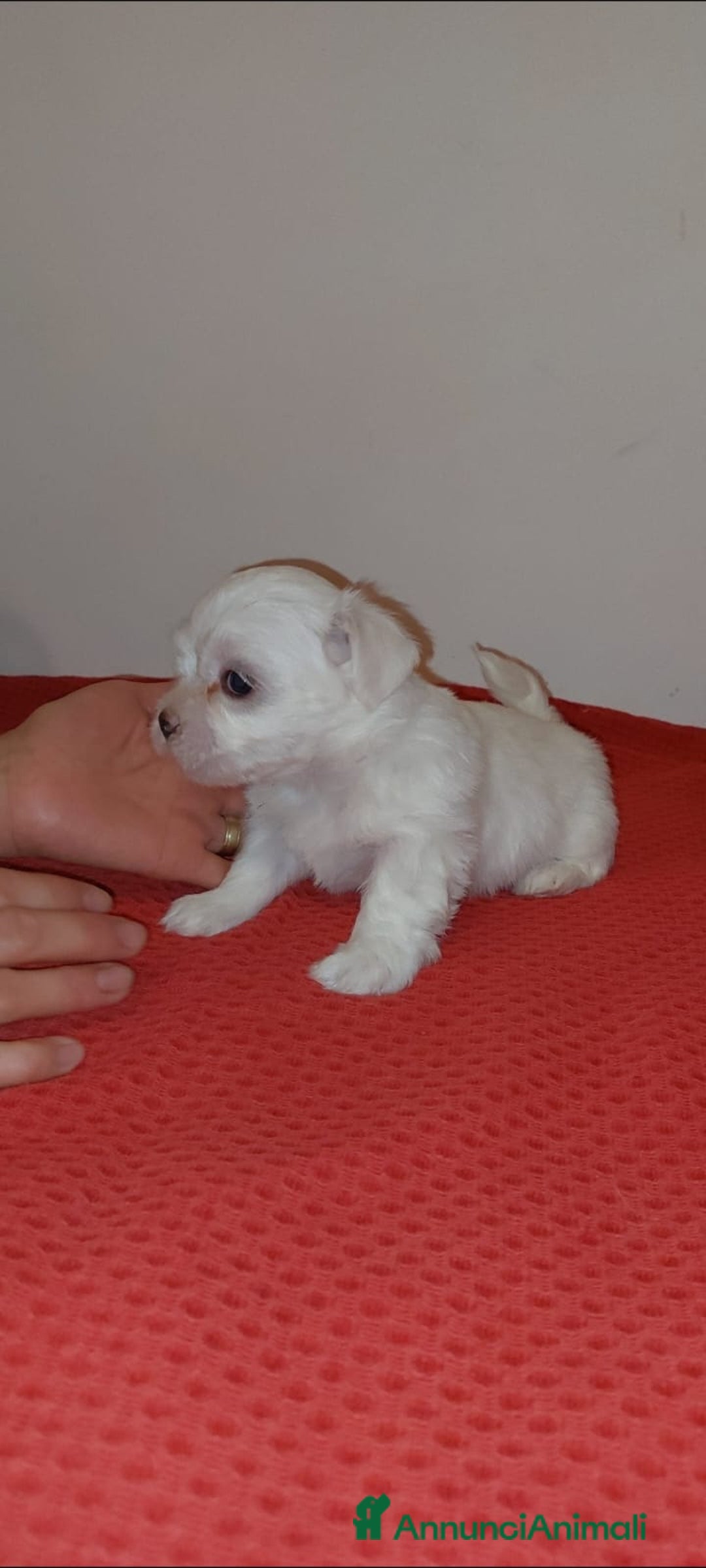 Bichon cani in vendita: 5 bellissimi cuccioli di Bichon Maltese - Immagine 2