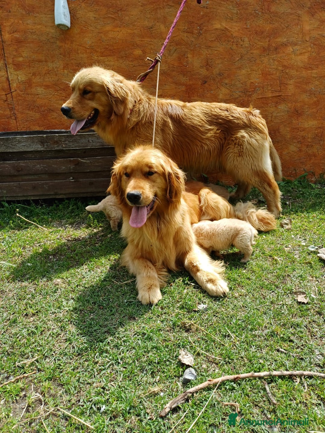 Golden Retriever cani in vendita: Cuccioli Golden Americani Alta Genealogia - Annuncio 1