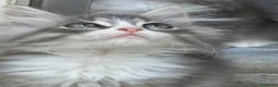 Siberiano gatti in vendita: cucciolo di gatto siberiano ipoallergico  - Annuncio 12