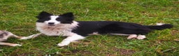 Border Collie cani in vendita: Border Collie  - Annuncio 14