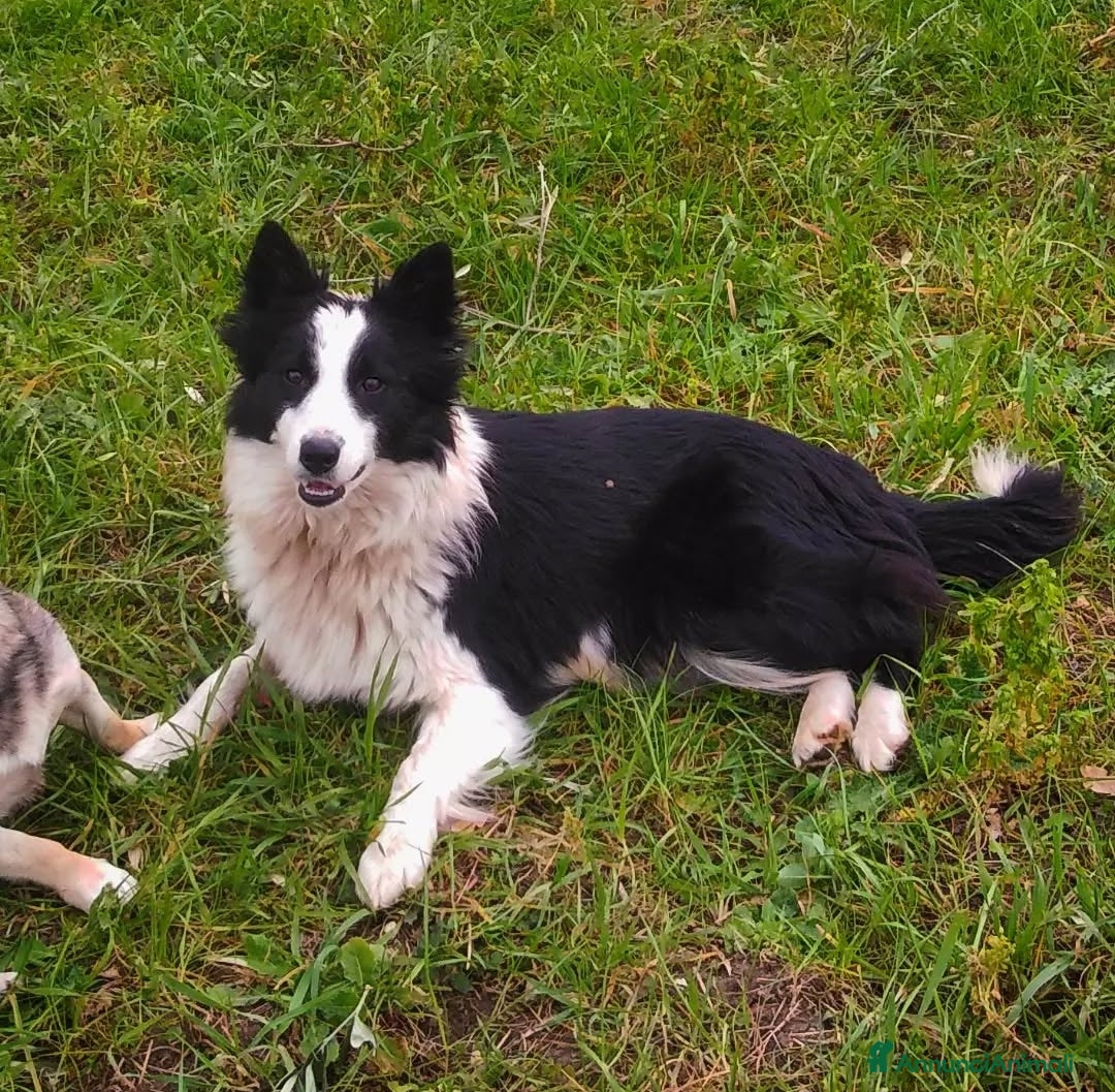 Border Collie cani in vendita: Border Collie  - Annuncio 14