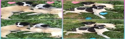Meticcio cani in regalo: CUCCIOLI CERCANO CASA  a Provincia di Varese - Annuncio 2