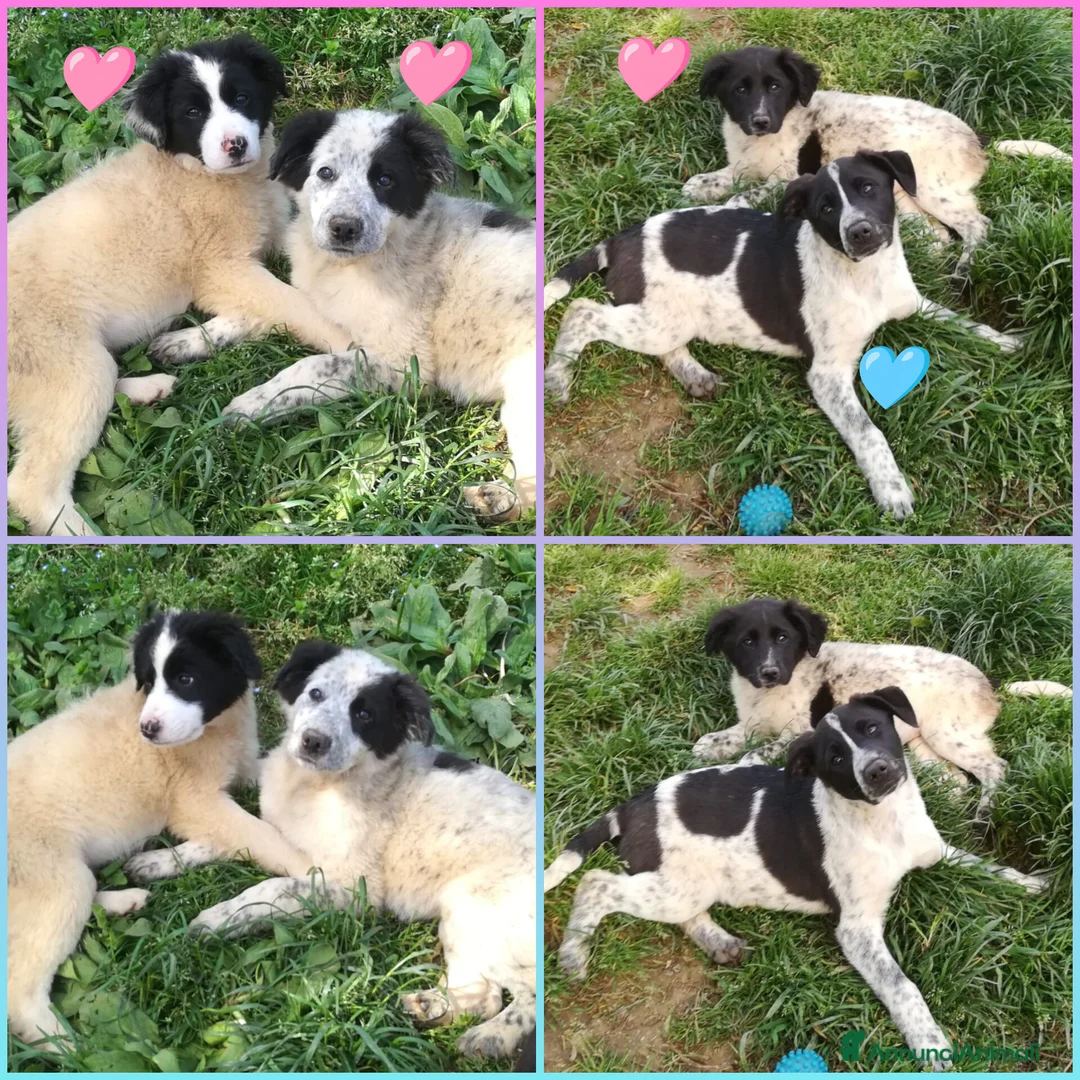 Meticcio cani in regalo: CUCCIOLI CERCANO CASA  a Provincia di Varese - Annuncio 2