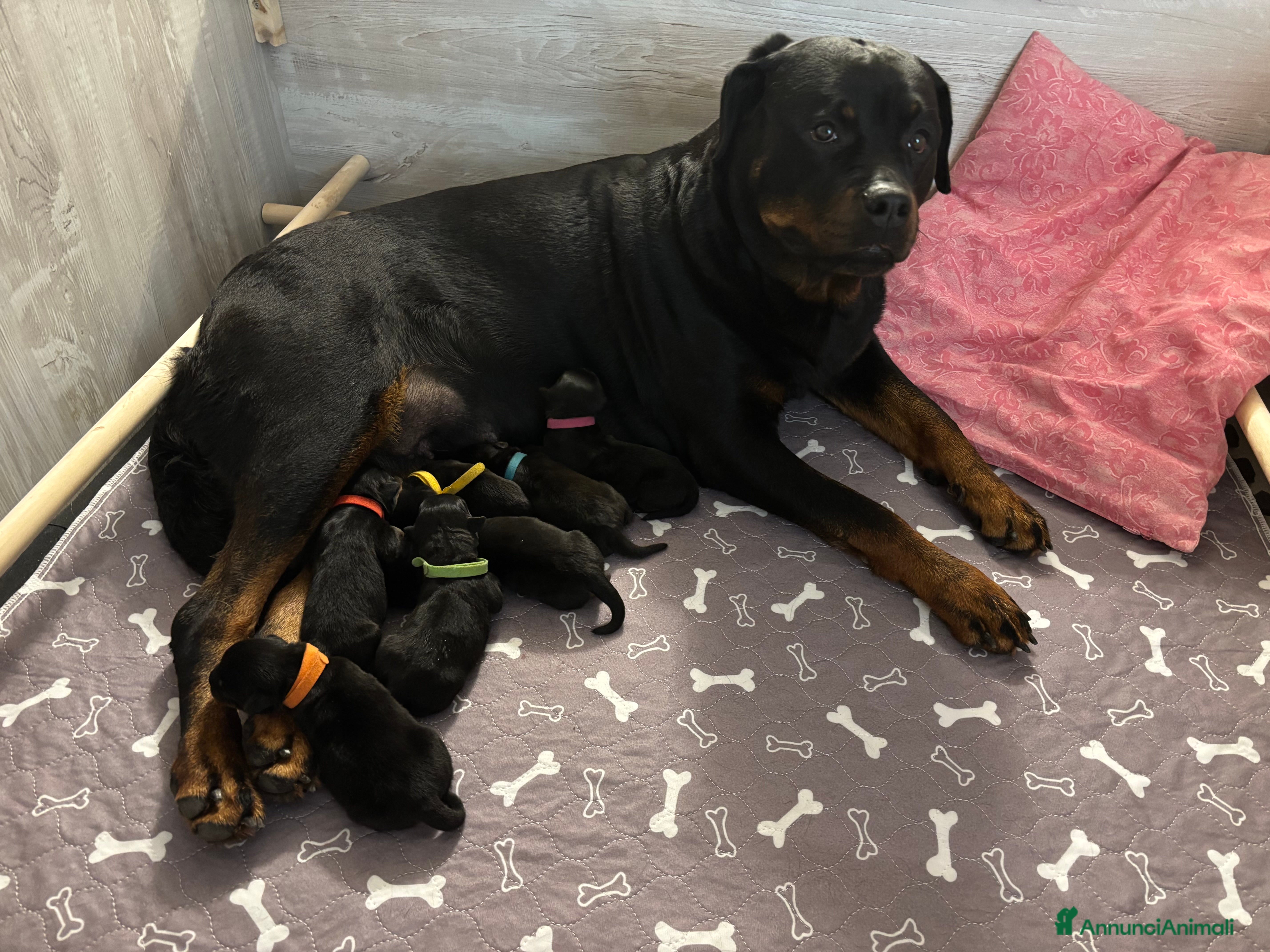 Rottweiler cani Cuccioli Rottweiler con pedigree  - Annuncio 28