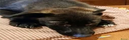 Meticcio cani in regalo: Nami  - Annuncio 5