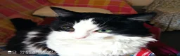 Altre razze gatti in regalo: Tobia cerca casa a Provincia di Monza e della Brianza - Annuncio 3