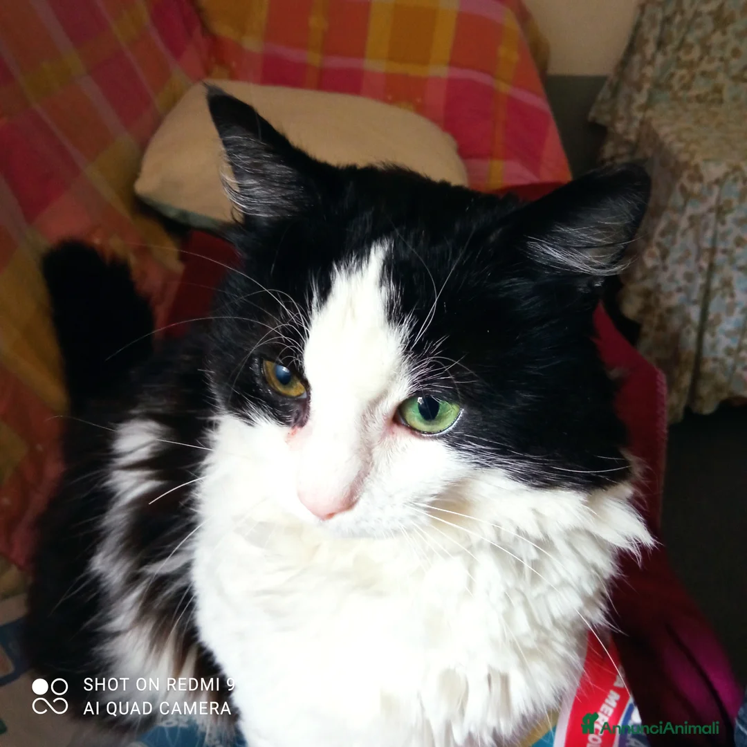 Altre razze gatti in regalo: Tobia cerca casa a Provincia di Monza e della Brianza - Annuncio 3