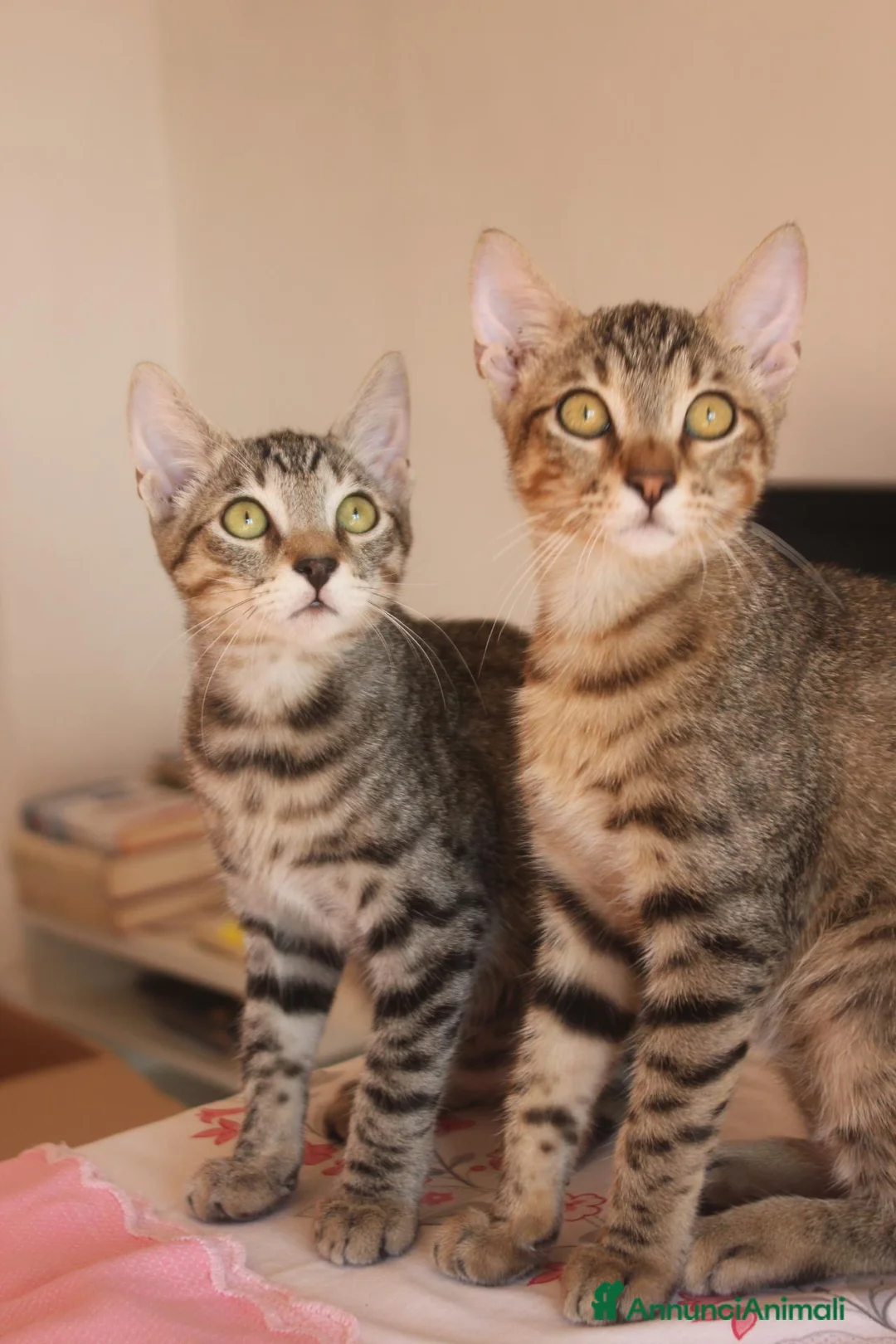 Europeo gatti in regalo: FRATELLINI TIGRATI DOLCISSIMI 4 MESI  - Annuncio 2