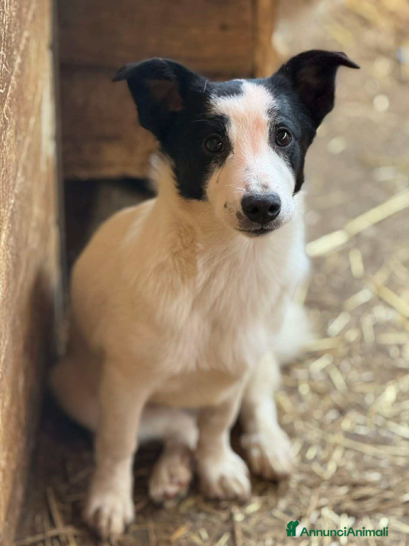 Meticcio cani DIEGO, nanetto fifoncello. TG PICCOLA, zampacorta - Annuncio 27