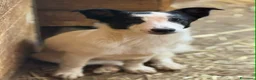 Meticcio cani in regalo: DIEGO, nanetto fifoncello. TG PICCOLA, zampacorta - Annuncio 1