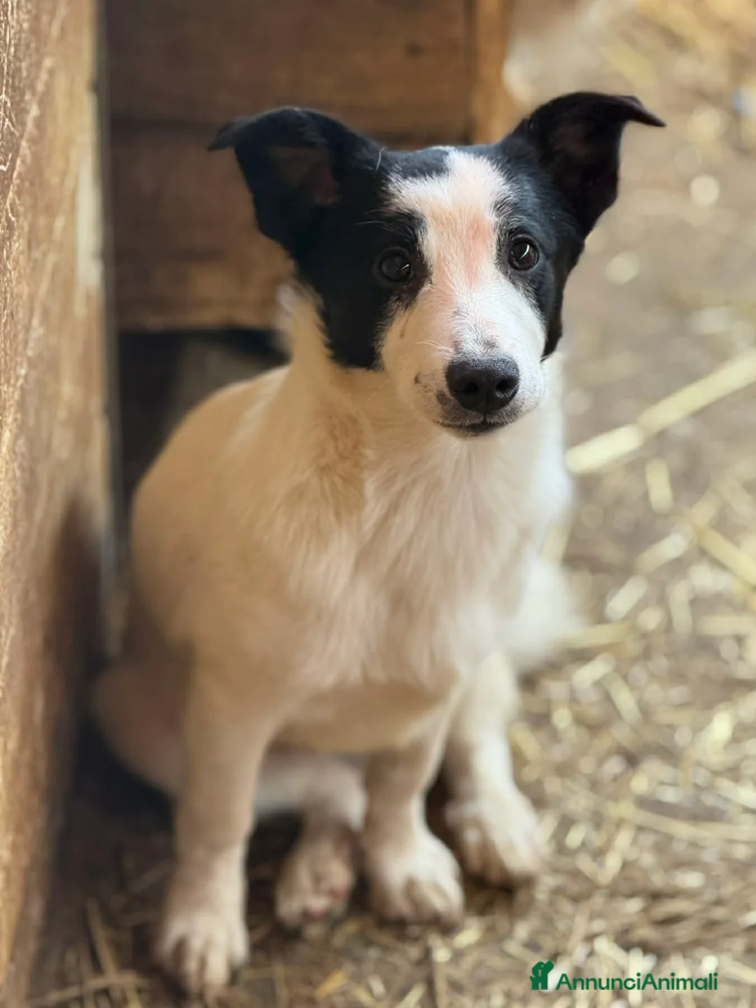 Meticcio cani in regalo: DIEGO, nanetto fifoncello. TG PICCOLA, zampacorta - Annuncio 1