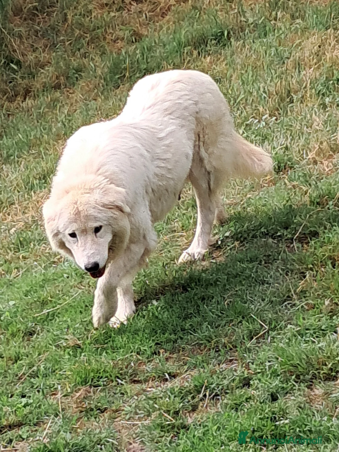 Pastore Maremmano cani in vendita: spettacolari cuccioli di Pastore marem. Abruzzese  - Annuncio 11