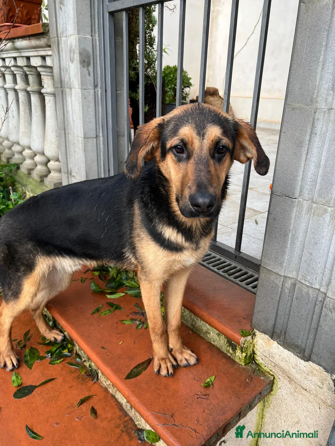 Meticcio cani in regalo: ATTILA ASPETTA UNA MAMMA  - Annuncio 3