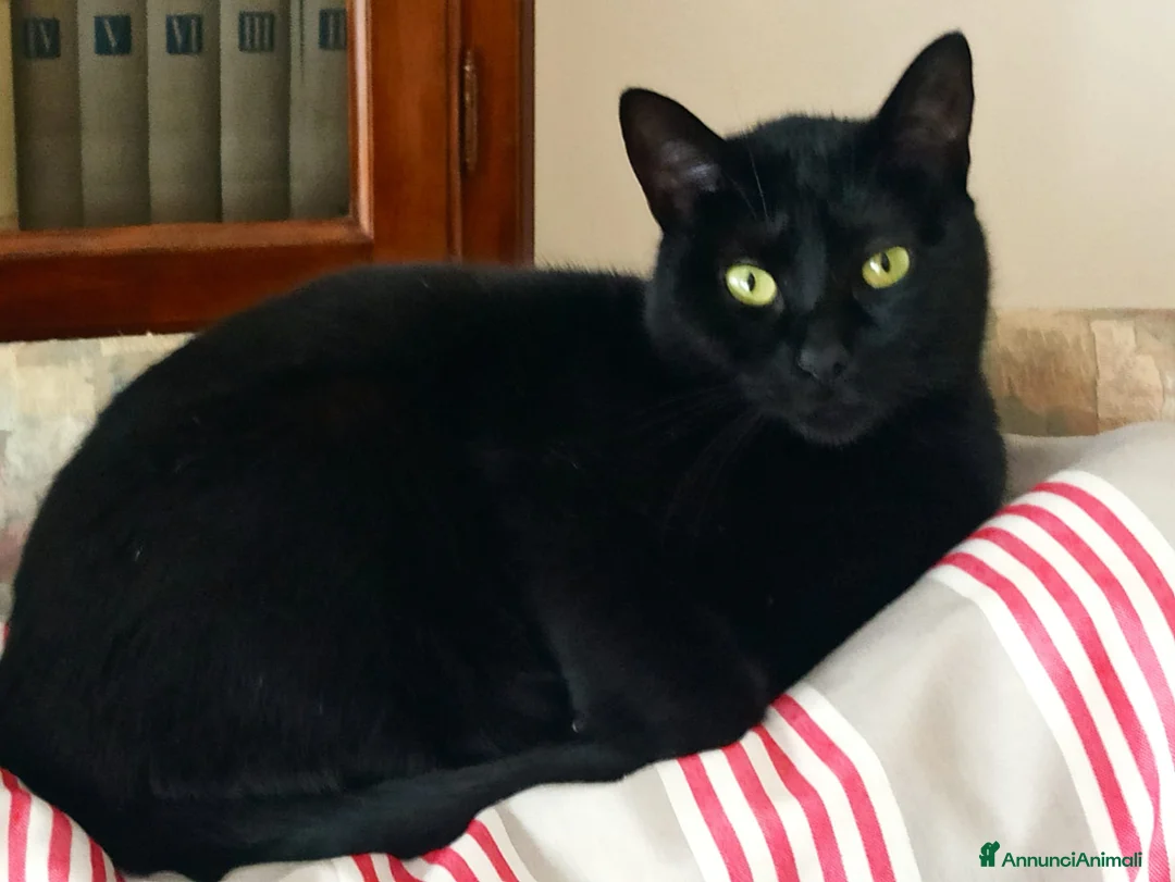 Meticcio gatti in regalo: Timo micio nero - Annuncio 2
