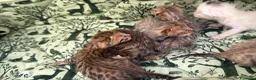 Meticcio gatti in vendita: Gattini Millefiori mix Bengal  - Annuncio 17