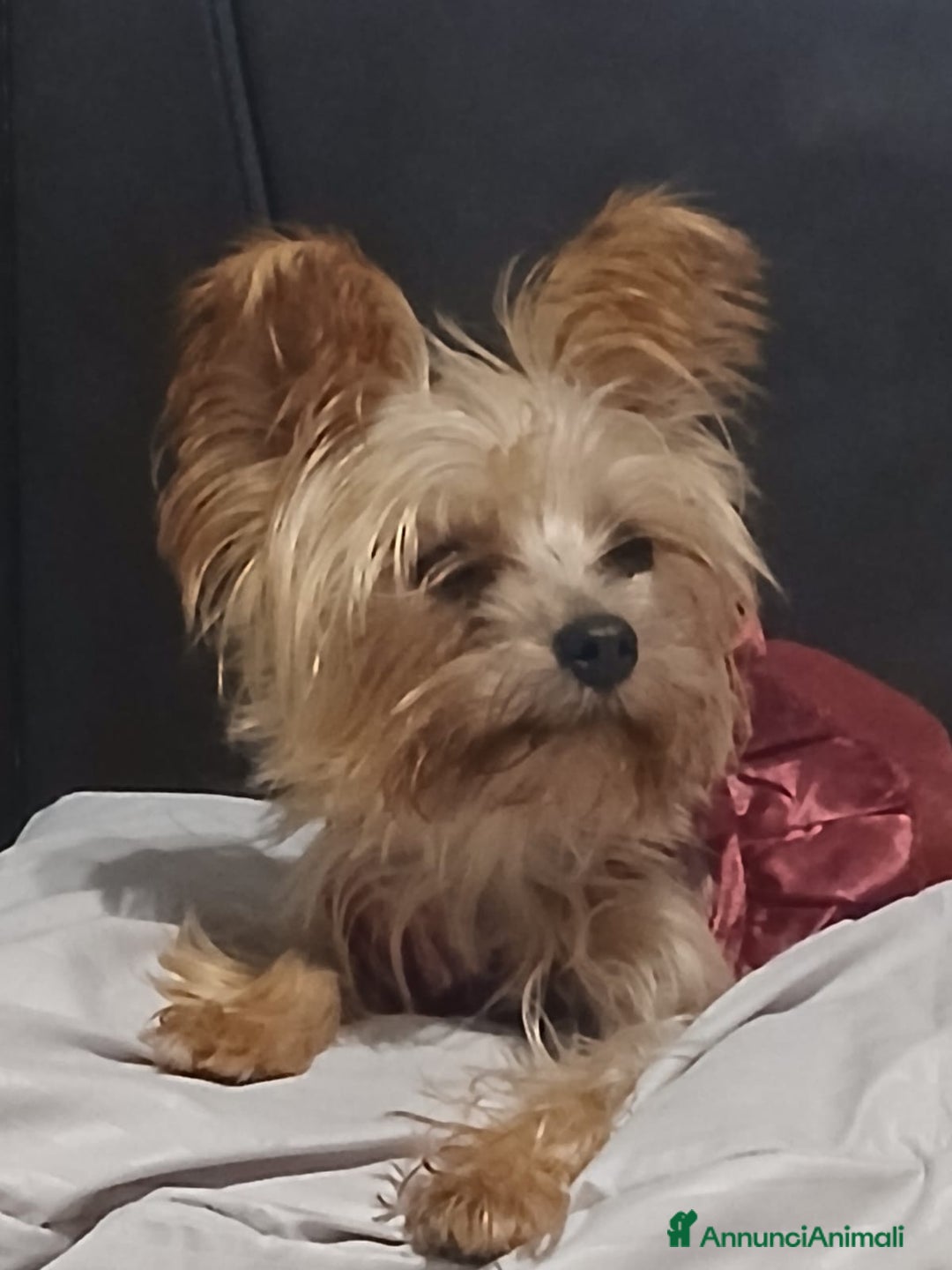 Yorkshire cani in regalo: Splendida Yorkshire - YORKI - Annuncio 5