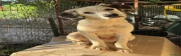 Meticcio cani in regalo: Cuccioli di taglia media  - Annuncio 6