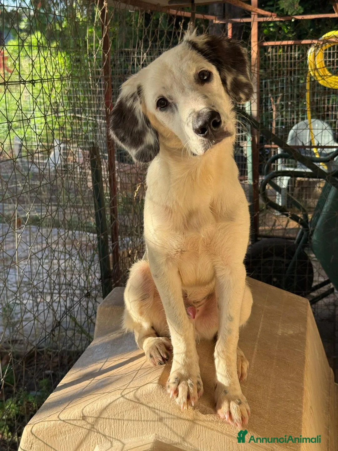 Meticcio cani in regalo: Cuccioli di taglia media  - Annuncio 6