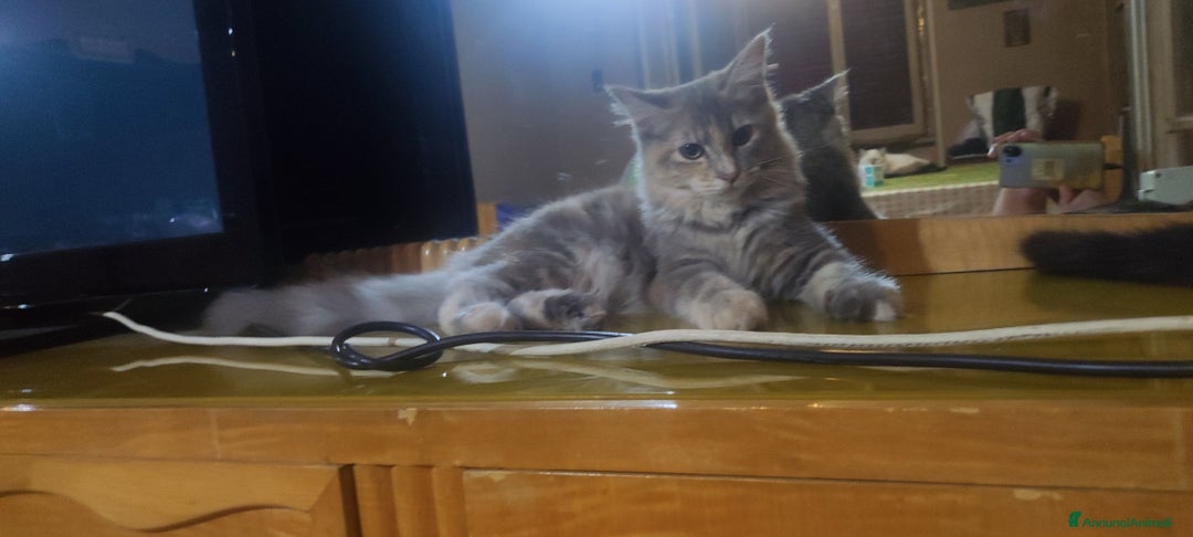 Norvegese gatti in vendita: Noah norvegese delle foreste - Annuncio 7