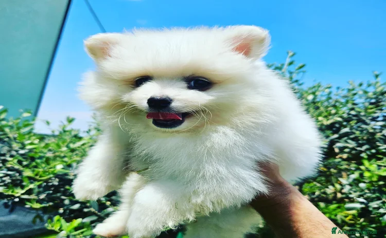 Volpino Italiano cani - Annuncio 1