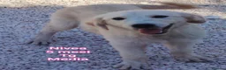 Meticcio cani in regalo: SERVONO ADOZIONI PER SALVARLI! a Provincia di Modena - Annuncio 3
