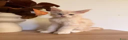 Maine Coon gatti in vendita: Allevamento Maine Coon Misty Woods - Annuncio 12