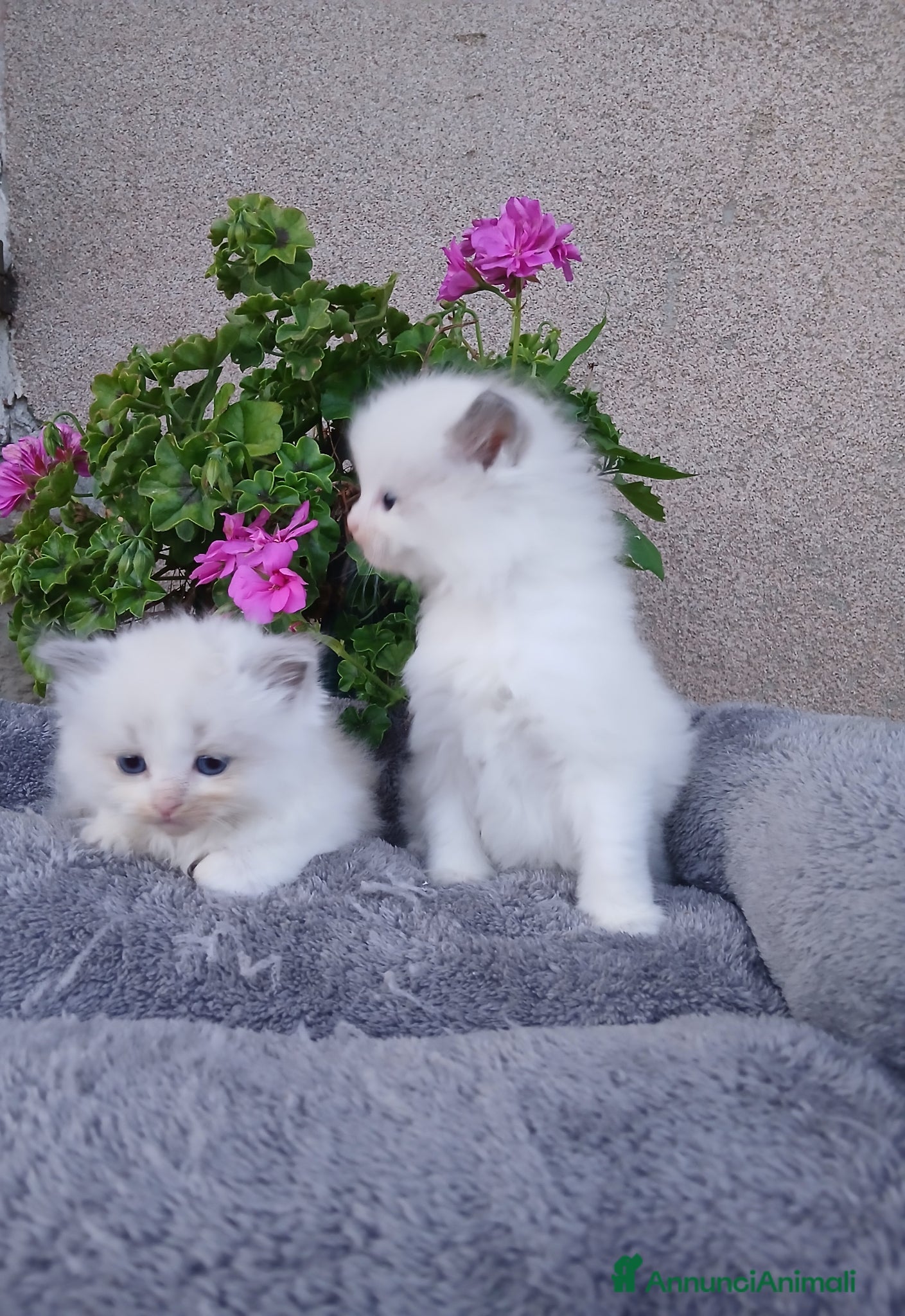 Ragdoll gatti Ragdoll gattini - Annuncio 2