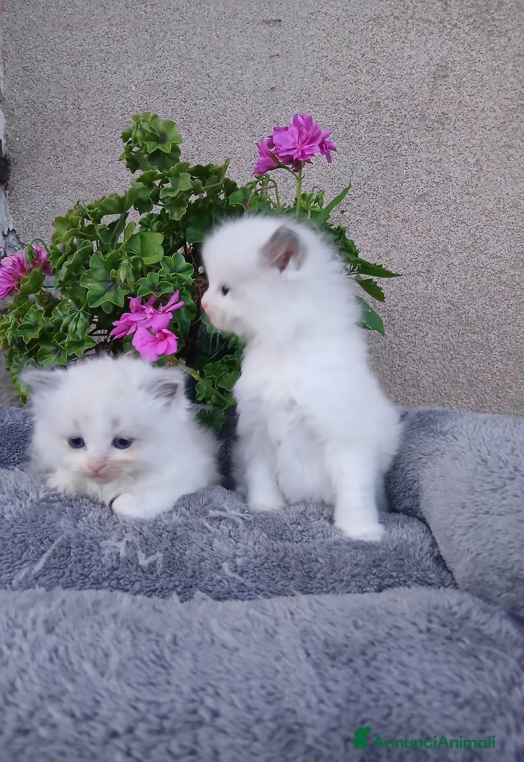 Ragdoll gatti in vendita: Ragdoll gattini - Annuncio 1
