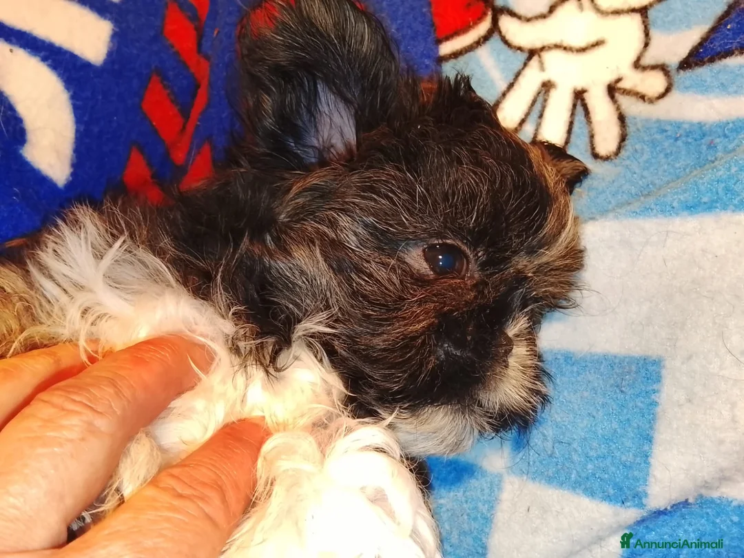 Shih Tzu cani in vendita: Splendida cucciola di Shitzu - Annuncio 3