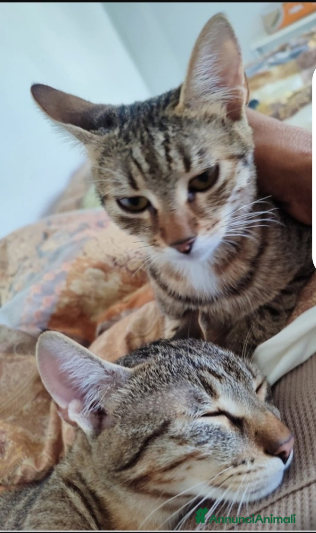 Europeo gatti in regalo: 2mici tigrati grigi 7mesi e 1/2 SOS CASA BARI - Annuncio 6