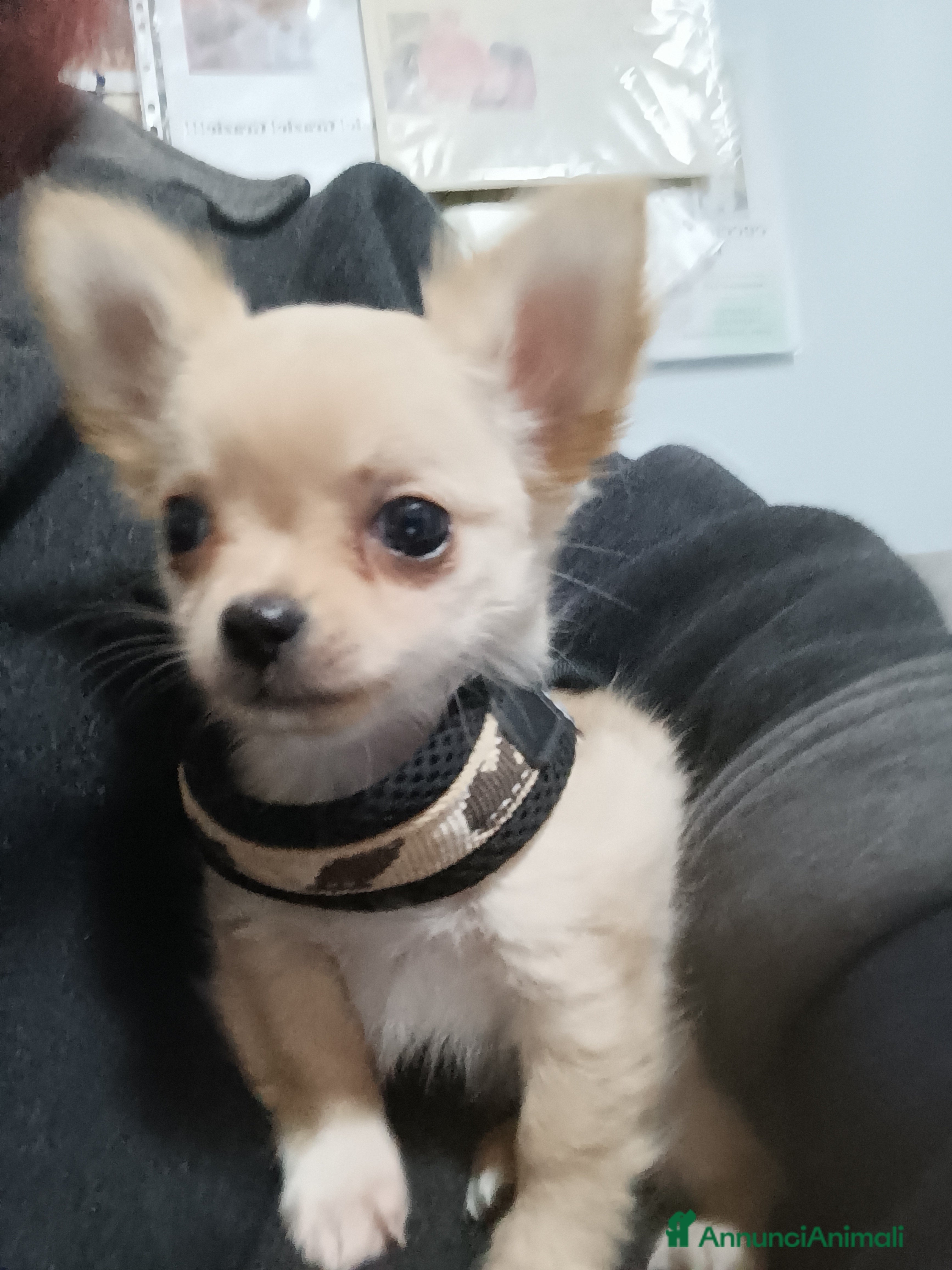 Chihuahua cani CUCCIOLO CHIHUAHUA MASCHIO PEDIGREE  - Annuncio 1