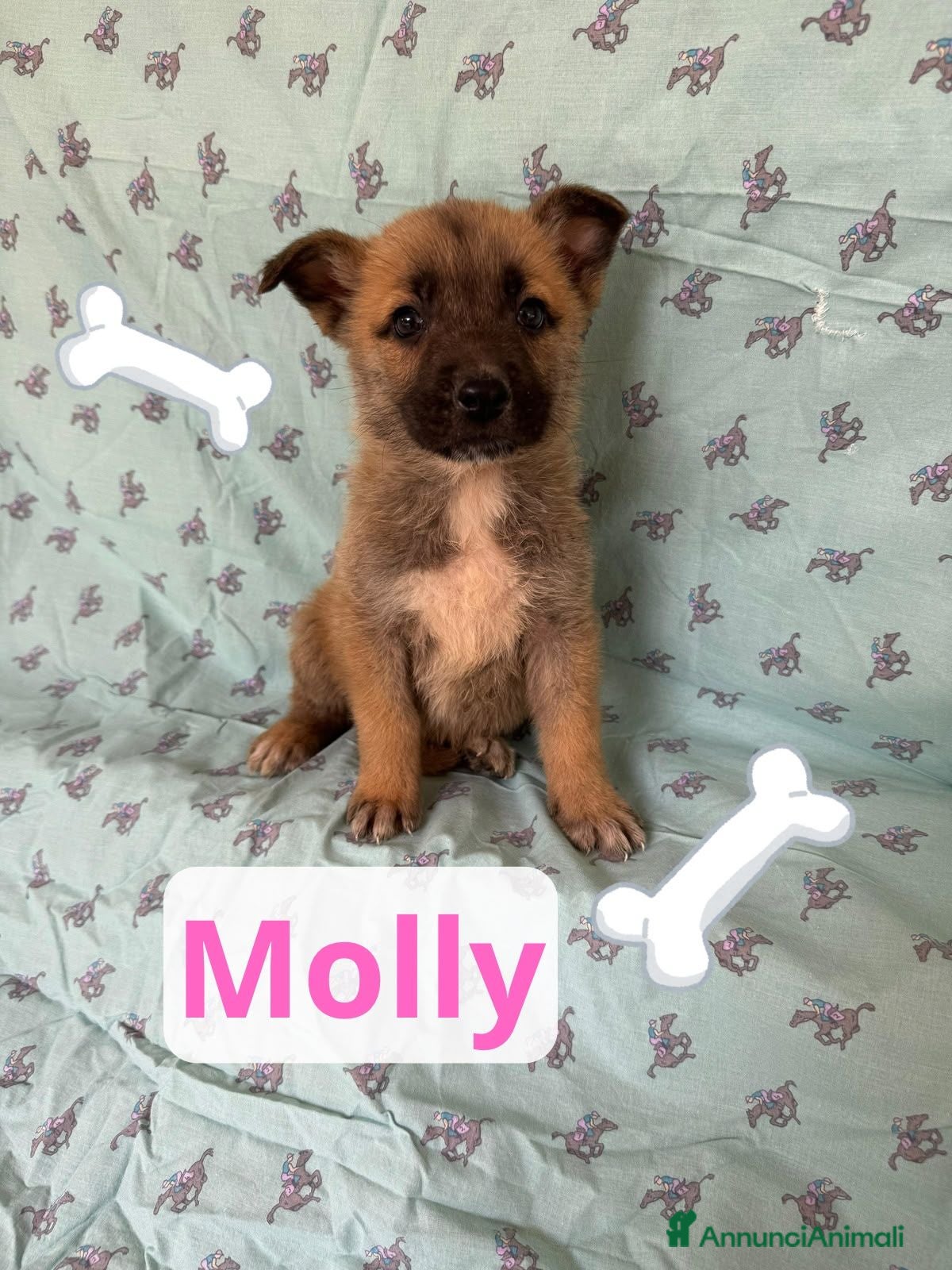 Meticcio cani Molly  - Annuncio 3