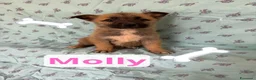 Meticcio cani in regalo: Molly  - Annuncio 1