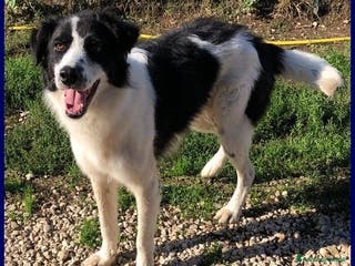 Meticcio cani PETRUX meraviglioso patatone buono con tutti! - Annuncio 33