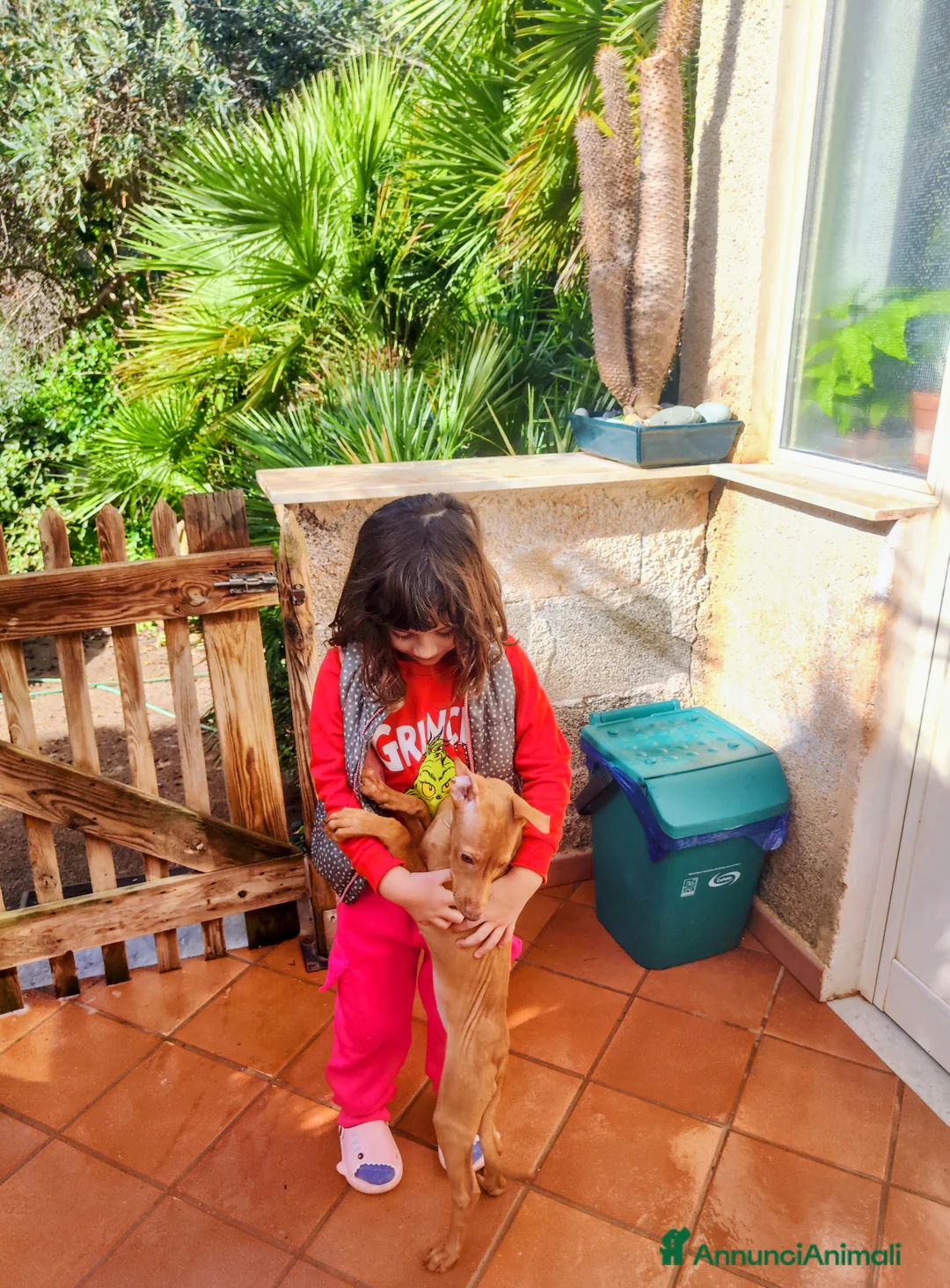 Cirneco dell'Etna cani in vendita: Cuccioli di Cirneco dell'Etna - Annuncio 12