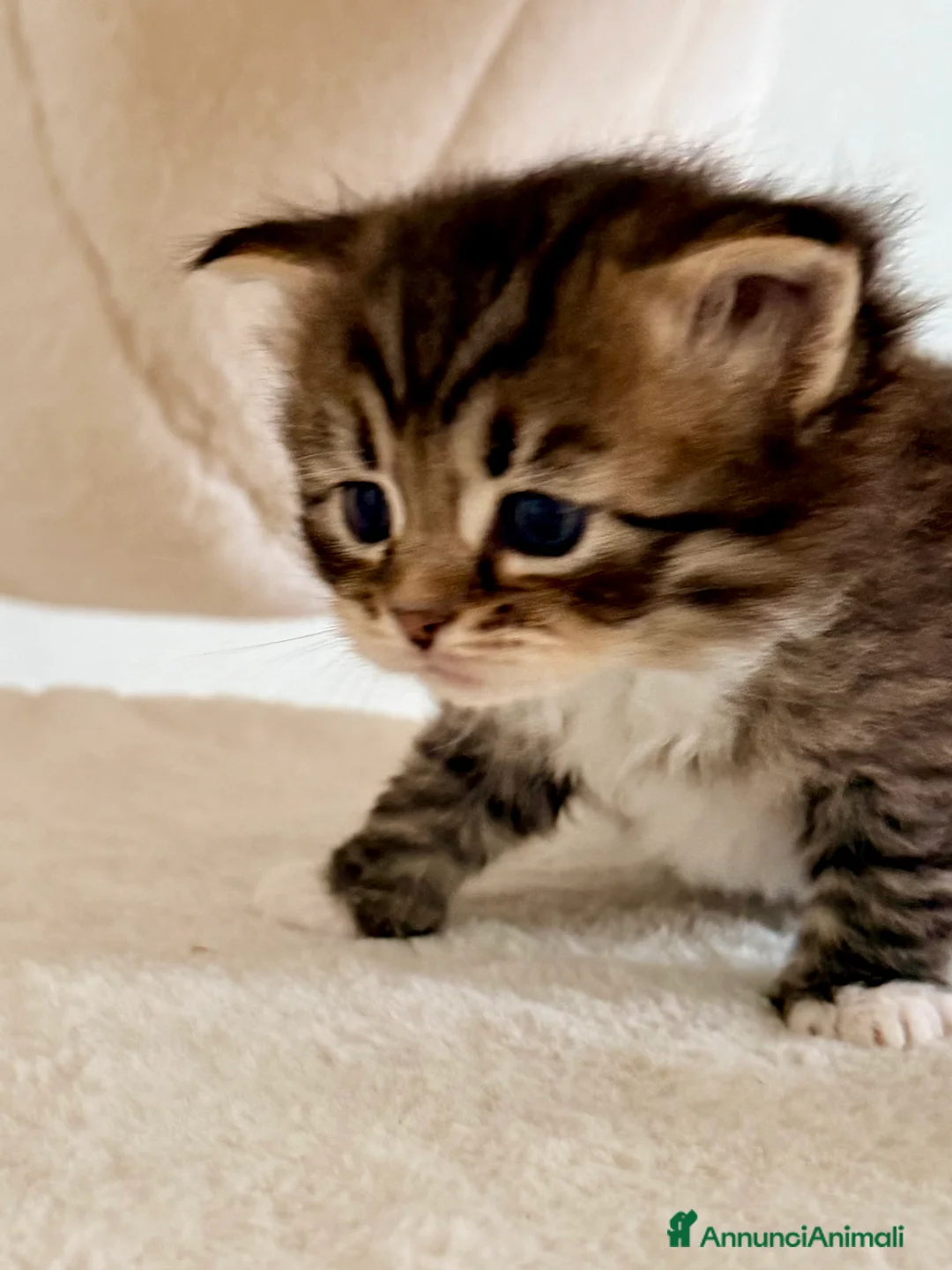 Siberiano gatti in vendita: Gattini siberiani e Neva masquerade - Annuncio 9