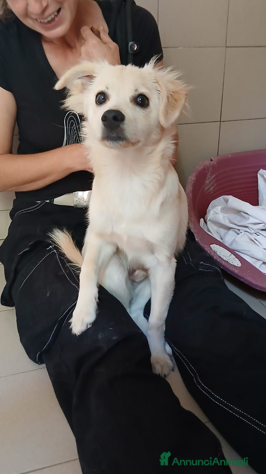 Meticcio cani FIOCCO CERCA LA SUA FAMIGLIA PER LA VITA - Annuncio 11