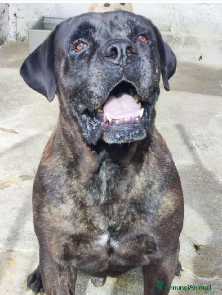 Cane Corso cani Corso giovane,depresso,in 1canile di 2000anime!!  a Città metropolitana di Milano - Annuncio 2
