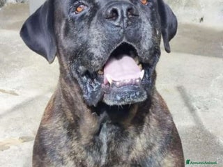 Cane Corso cani Corso giovane,depresso,in 1canile di 2000anime!! a Città metropolitana di Milano - Annuncio 2